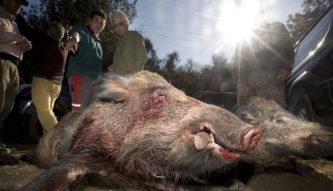 In Europe, game hunting is subject to mandatory veterinary controls.