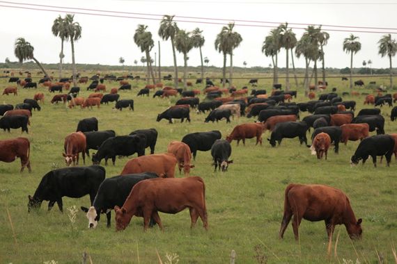 Cows grazing in the Uruguayan countryside