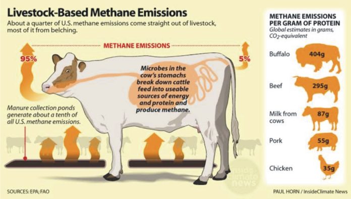 Los cálculos de emisiones asociadas a carne y lácteos olvidan siempre el efecto de las dietas. Solo con añadir complementos de algas al pienso vacuno, las emisiones se reducirían en un 82%