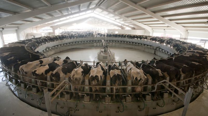 Las granjas intensivas de carne y lácteos cambiaron la alimentación del ganado aumentando las emisiones. Debajo, la  pura lógica del capital.