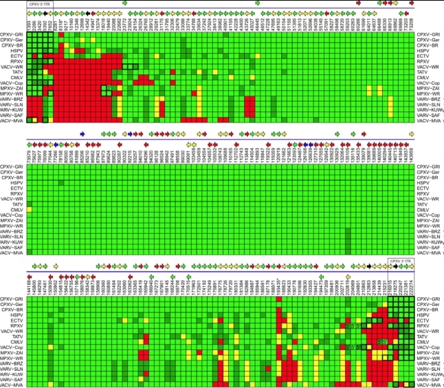 Monkeypox sequencing