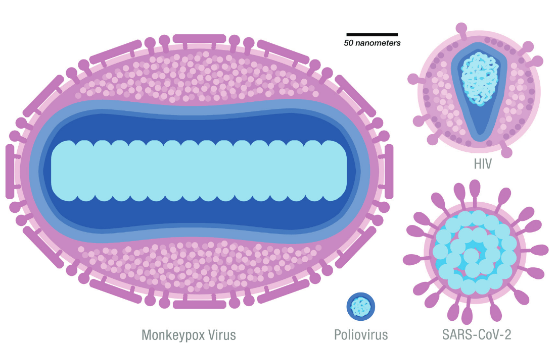 Monkeypox, Covid, Polio and HIV viruses